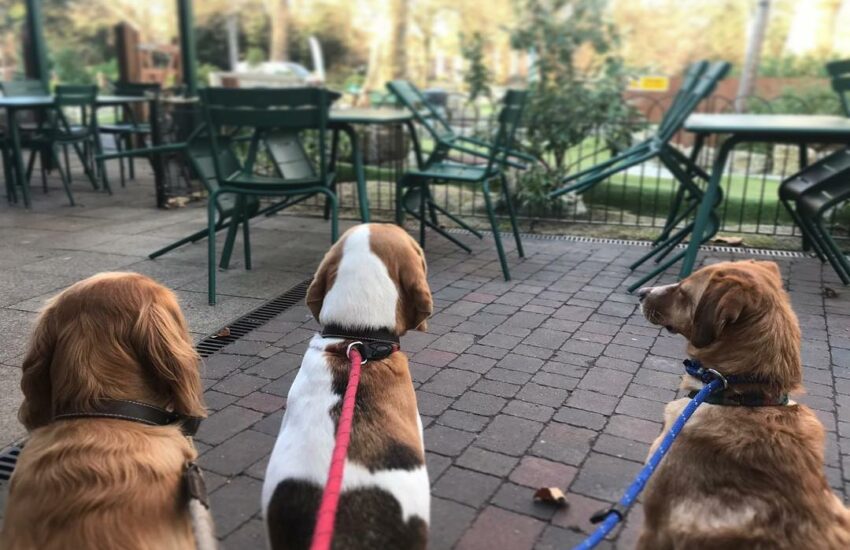 Dog friendly restaurant: Putt in the Park