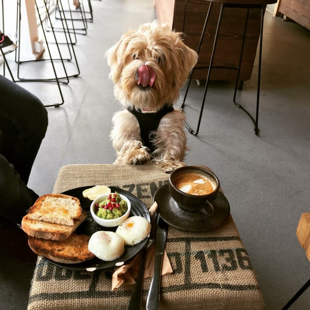 Dog friendly restaurant: Sendero Specialty Coffee