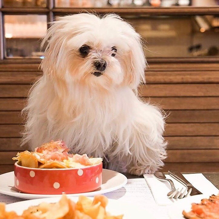 Dog friendly restaurant: Tapas Brindisa Battersea