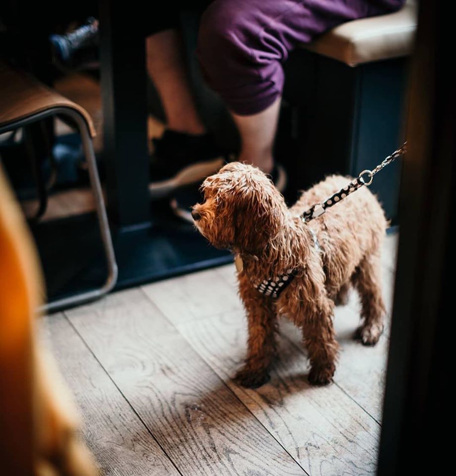 Dog friendly restaurant: The Farmers Mistress