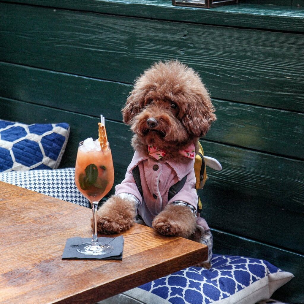 Dog friendly restaurant: Wright Brothers