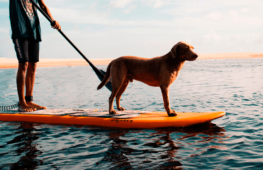 Paddle boarding with your dog