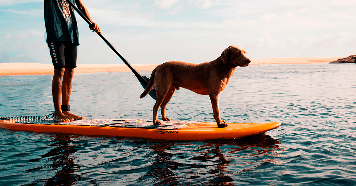 Paddle boarding with your dog