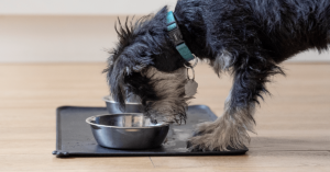 feeding tips for dogs