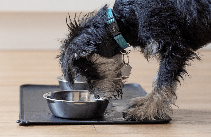 Puppy food