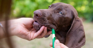 Puppy Teeth Cleaning