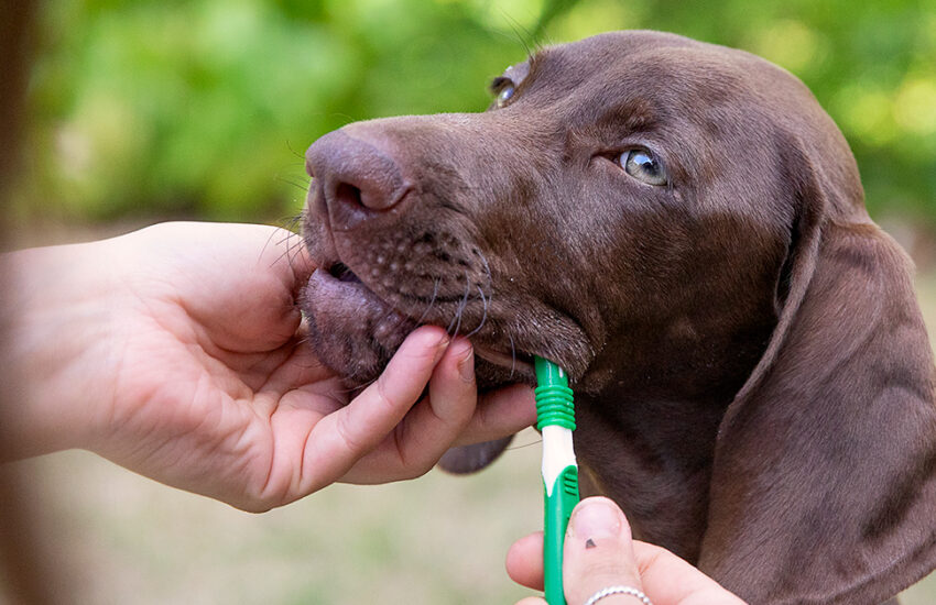 Puppy Teeth Cleaning