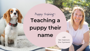 Teaching a puppy their name
