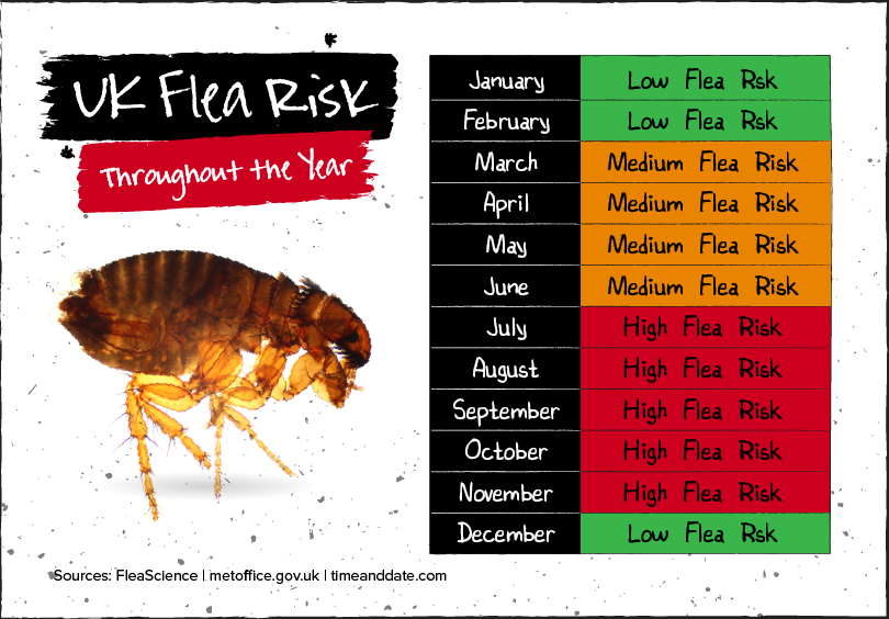 Itch Festation The Gruesome Truth About Fleas The Inside Scoop