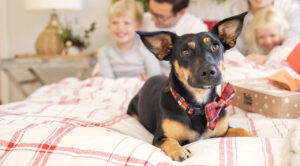 dog 101 for parents and children