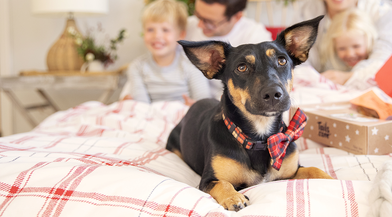 dog 101 for parents and children