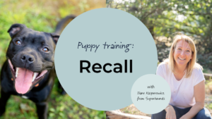 Training puppy recall