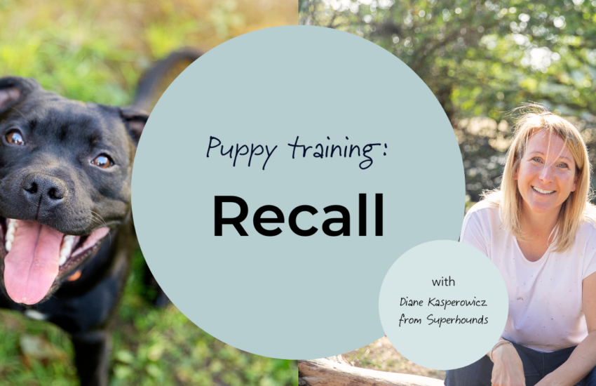Training puppy recall