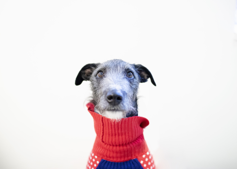 Blue the Lurcher in a jumper