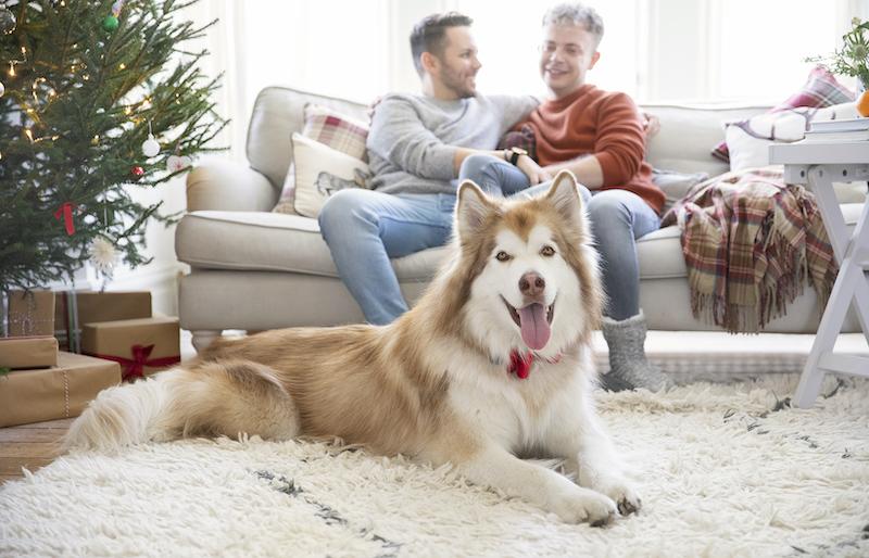 Zeus with Tyler and Ryan on Christmas morning