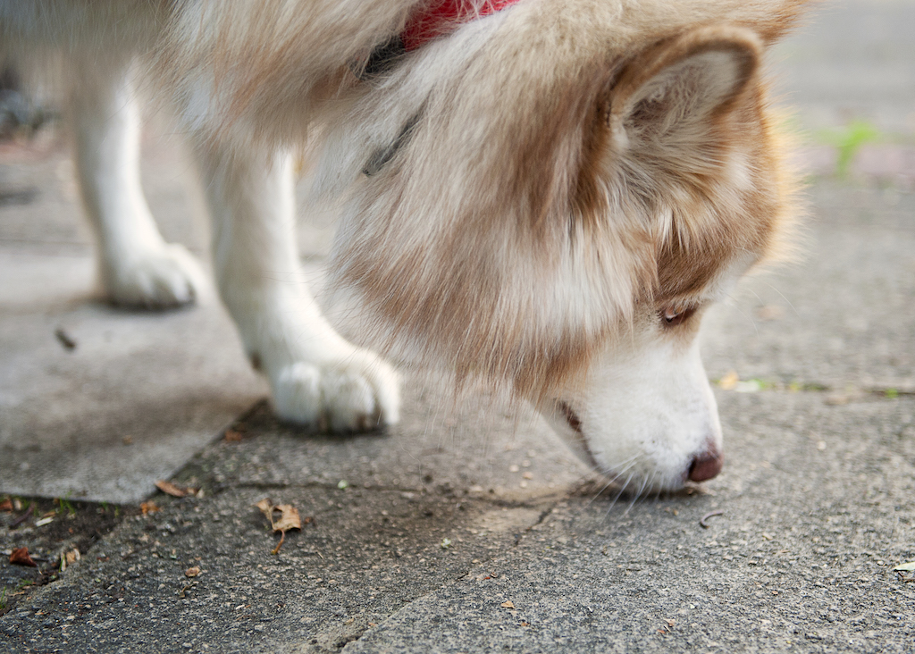 is meat meal good for dogs