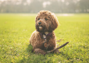 Elmo Cavapoo