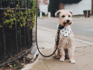 which shops are dog friendly