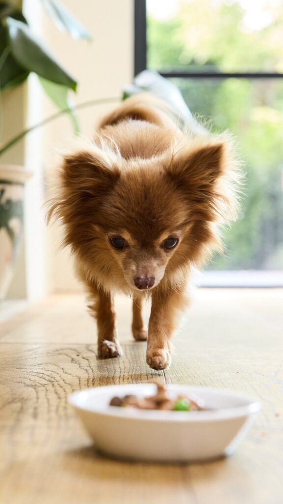 A dog walking towards their bowl - what dog food life stage are they at? Let's find out.