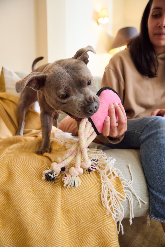 A young dog plays with their owner. What dog food do they need at this life stage?