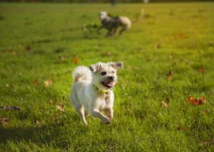 introducing dogs on lead