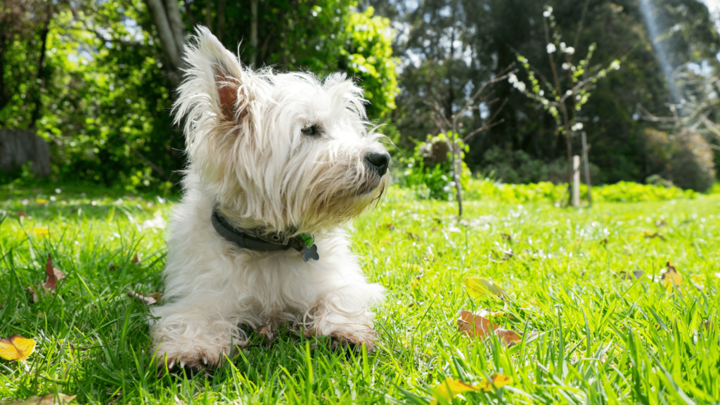 Westie in the grass