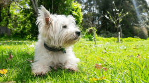 Westie in the grass