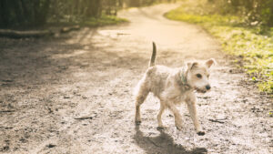 Schauser cross Jack Russell running on a muddy path, running towards the camera