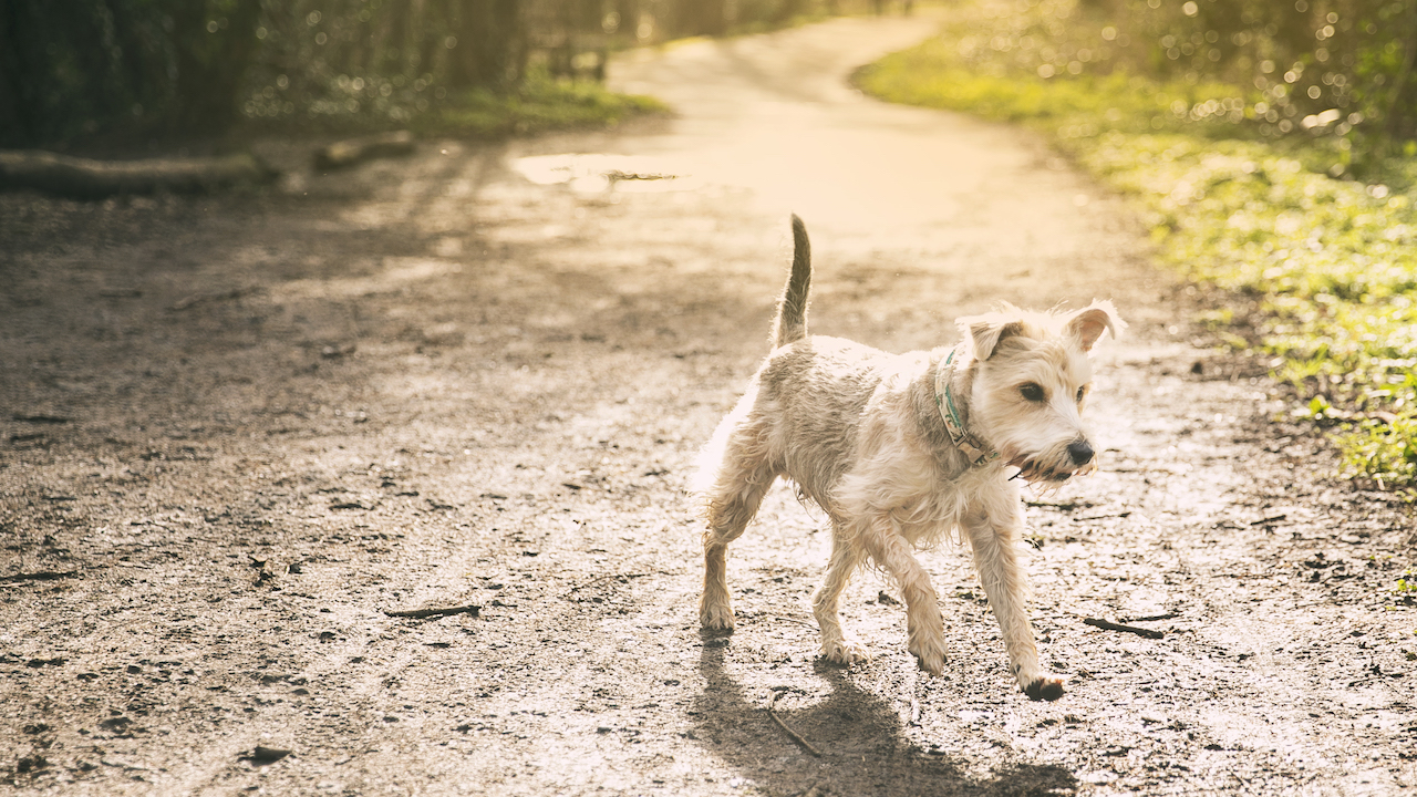 Do dogs need clearance fiber