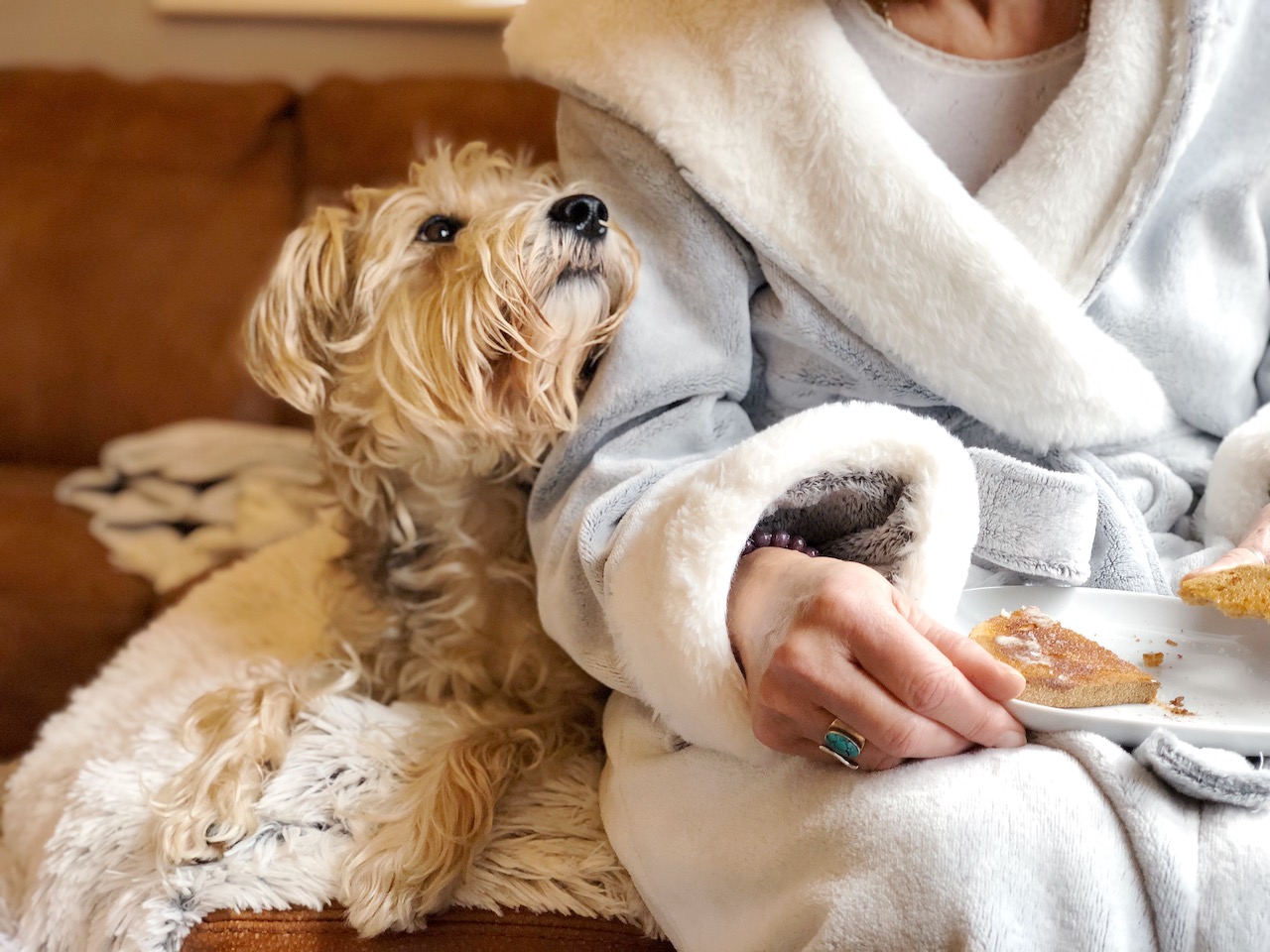 working from home with a dog