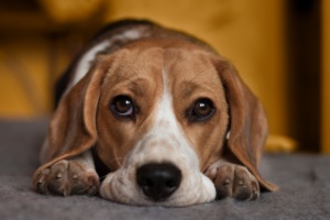 How to get your dog used to fireworks