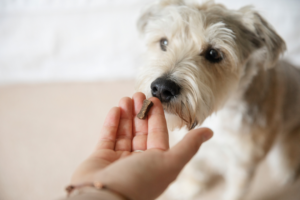 Hungry Terrier Cross sniffs treat in outstretched hand