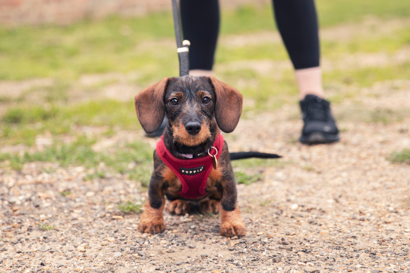 Should i use a harness for clearance my puppy