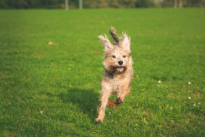 what are the zoomies