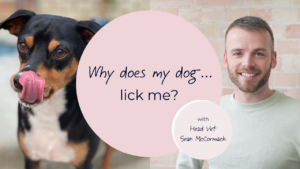 why does my dog lick me
