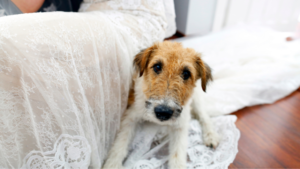 dog-friendly wedding advice