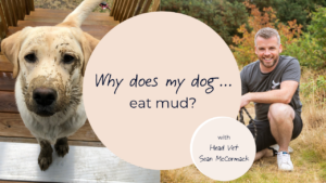 why does my dog eat mud