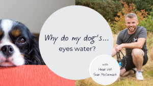 why do my dog's eyes water