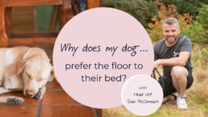 why does my dog prefer the floor to their bed