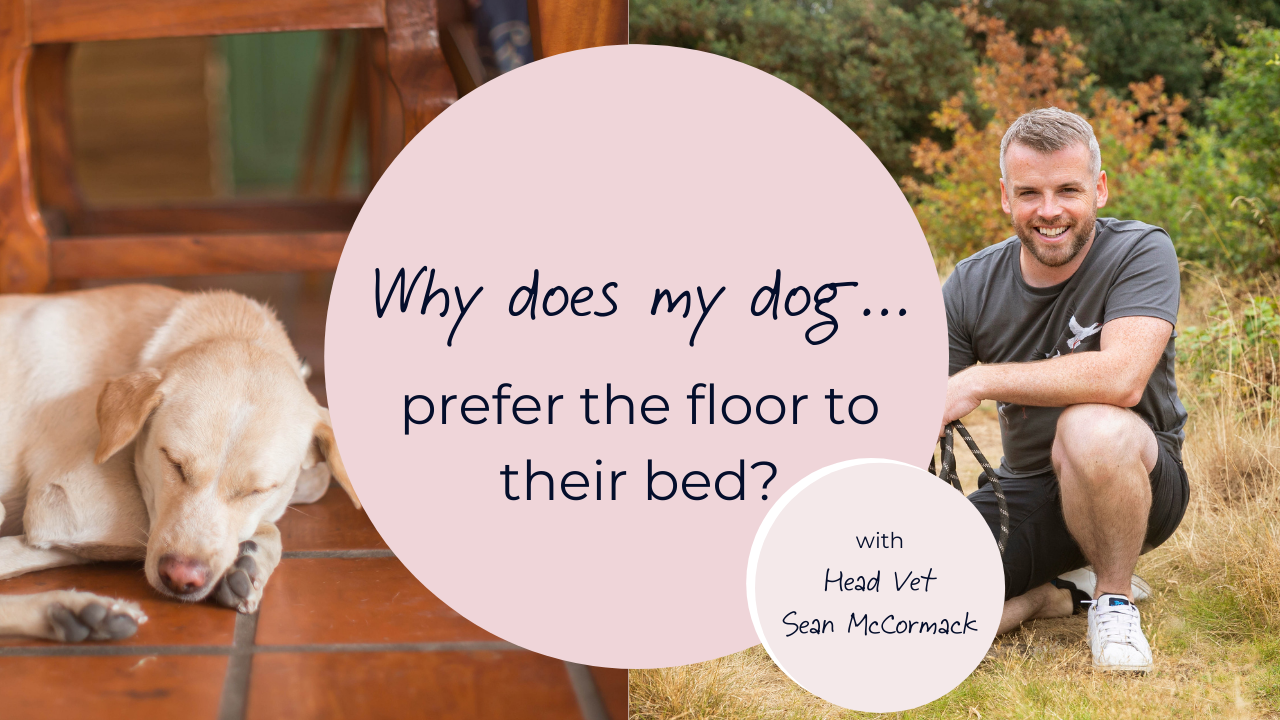 Why does my dog prefer the floor to their bed? Behaviour