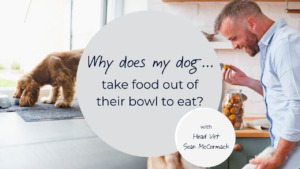 why does my dog take food out of their bowl to eat
