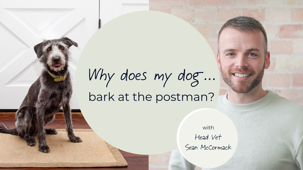 How to stop dog barking sale at postman