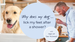 why does my dog lick my feet after a shower