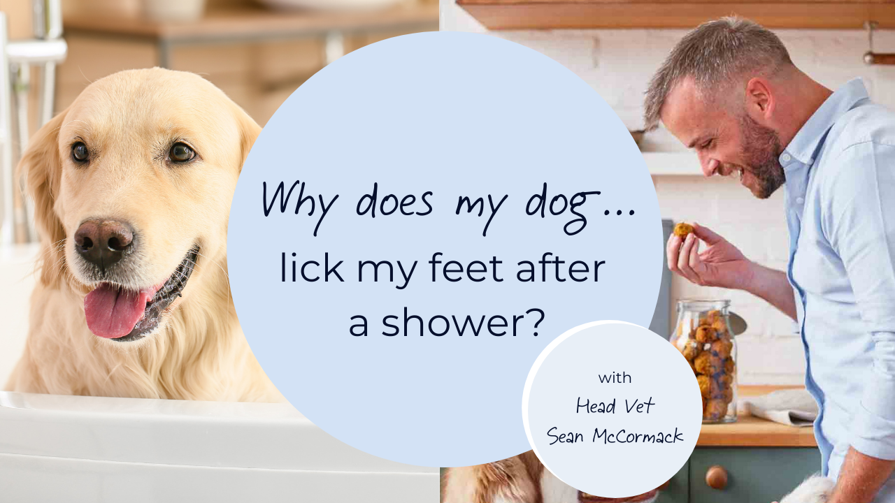 Showering with your best sale dog