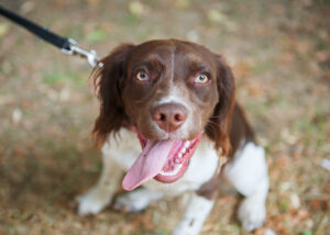 how to stop bad dog behaviour