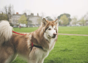 dog breeds