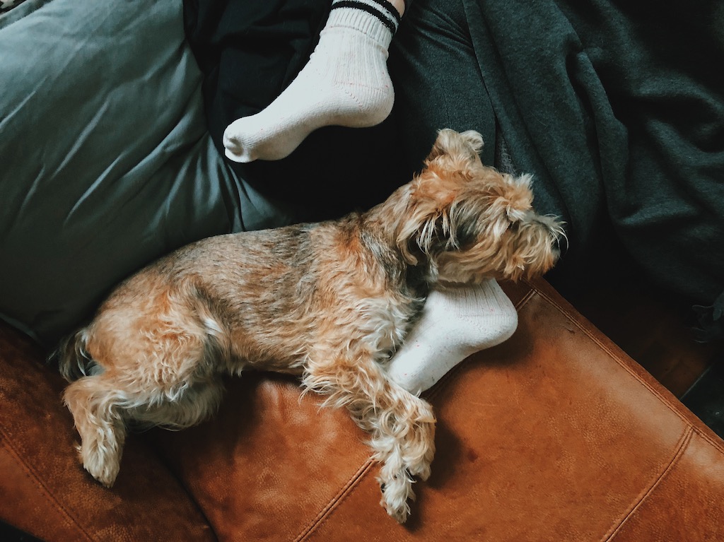 Dog rubbing clearance post