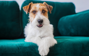 how often should you wash your dog