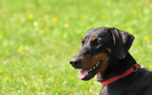 doberman