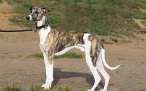 greyhound